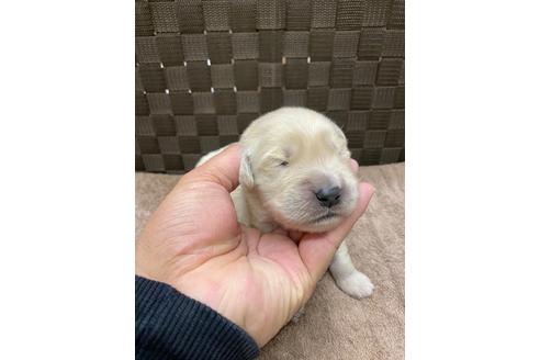 成約済の静岡県のゴールデンレトリーバー-111840の2枚目