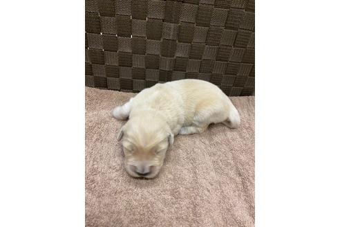 成約済の静岡県のゴールデンレトリーバー-111837の3枚目