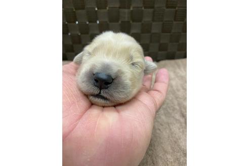 成約済の静岡県のゴールデンレトリーバー-111837の2枚目