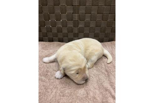 成約済の静岡県のゴールデンレトリーバー-111835の3枚目