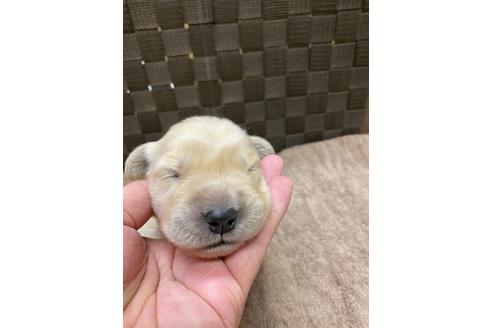 成約済の静岡県のゴールデンレトリーバー-111835の2枚目