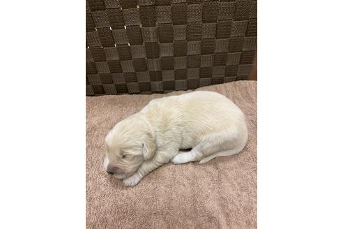 成約済の静岡県のゴールデンレトリーバー-111836の2枚目