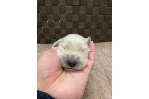 成約済の静岡県のゴールデンレトリーバー-111836の3枚目