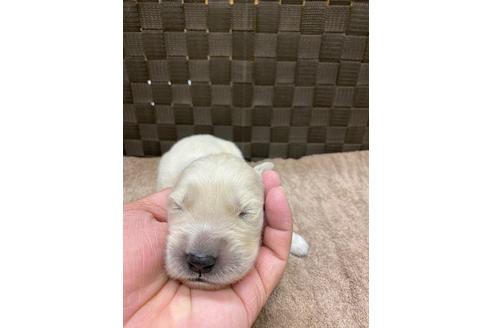 成約済の静岡県のゴールデンレトリーバー-111836の1枚目