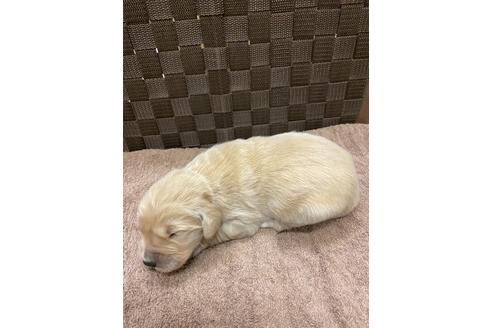 成約済の静岡県のゴールデンレトリーバー-111838の3枚目