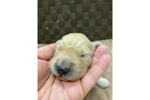 成約済の静岡県のゴールデンレトリーバー-111838の2枚目