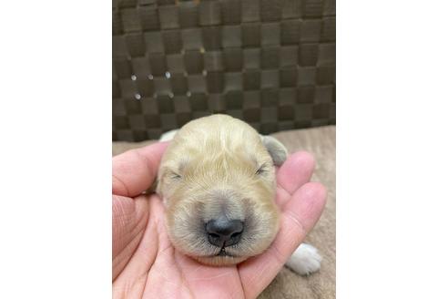 成約済の静岡県のゴールデンレトリーバー-111838の1枚目