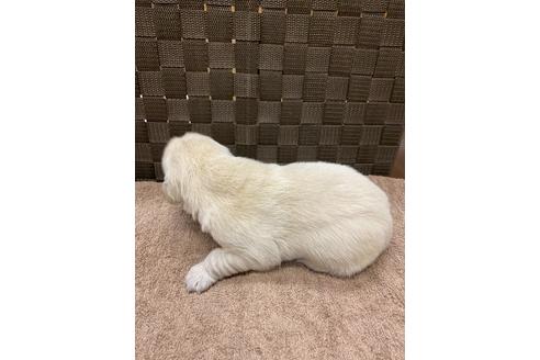 成約済の静岡県のゴールデンレトリーバー-111841の3枚目