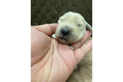 成約済の静岡県のゴールデンレトリーバー-111841の1枚目