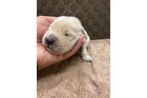 成約済の静岡県のゴールデンレトリーバー-111841の2枚目