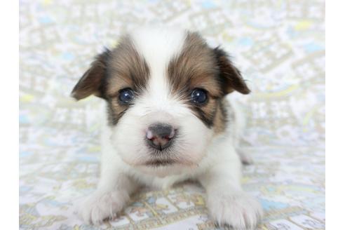 成約済の千葉県のパピヨン-112552の1枚目