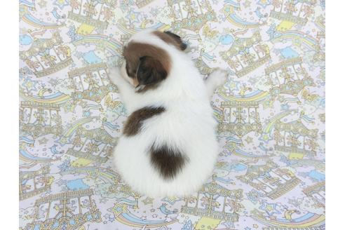 成約済の千葉県のパピヨン-112552の4枚目