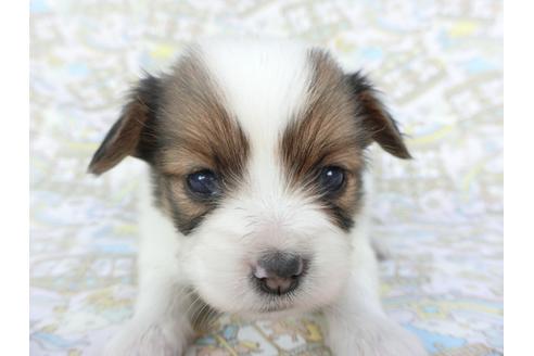 成約済の千葉県のパピヨン-112552の3枚目