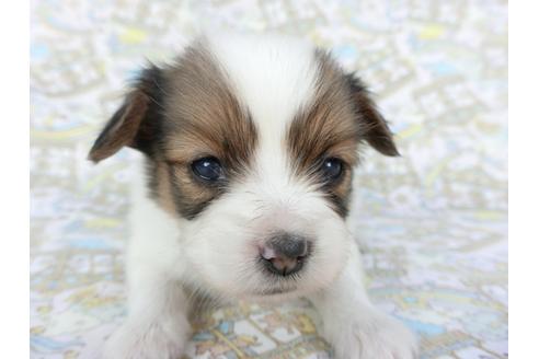 成約済の千葉県のパピヨン-112552の2枚目