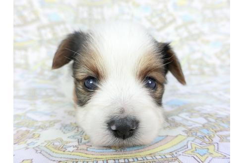 成約済の千葉県のパピヨン-112553の1枚目