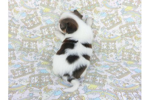 成約済の千葉県のパピヨン-112553の4枚目