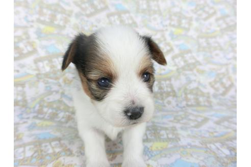 成約済の千葉県のパピヨン-112553の2枚目