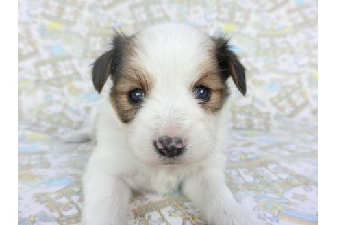 成約済の千葉県のパピヨン-112554の1枚目