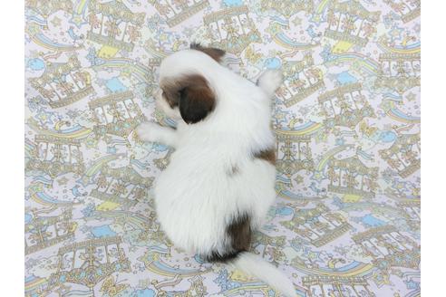 成約済の千葉県のパピヨン-112554の4枚目