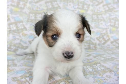 成約済の千葉県のパピヨン-112554の3枚目