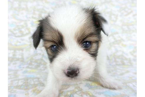 成約済の千葉県のパピヨン-112556の1枚目