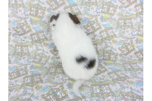 成約済の千葉県のパピヨン-112556の4枚目