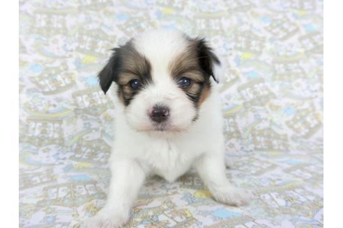 成約済の千葉県のパピヨン-112556の3枚目