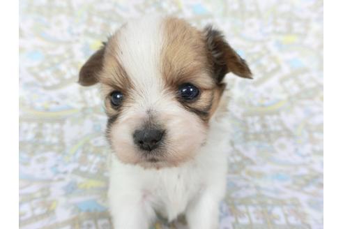 成約済の千葉県のパピヨン-112557の1枚目