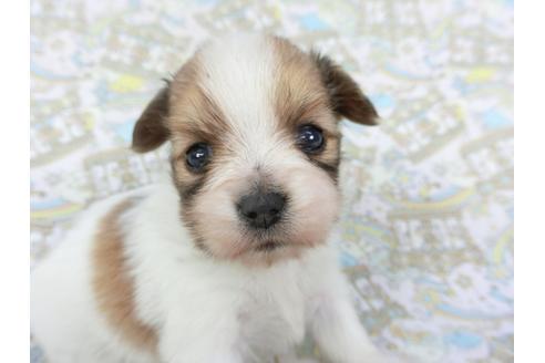 成約済の千葉県のパピヨン-112557の3枚目