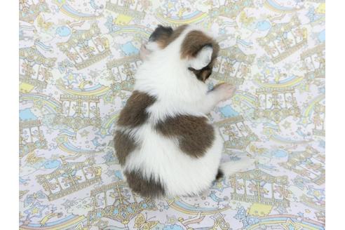 成約済の千葉県のパピヨン-112558の4枚目