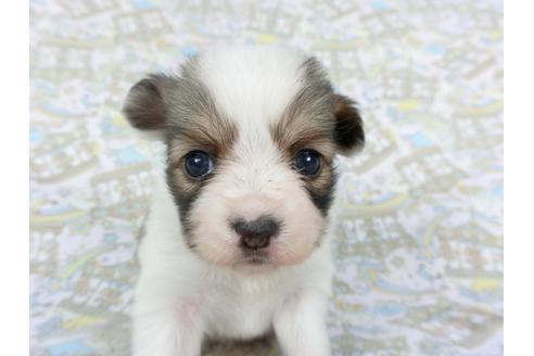 成約済の千葉県のパピヨン-112558の3枚目