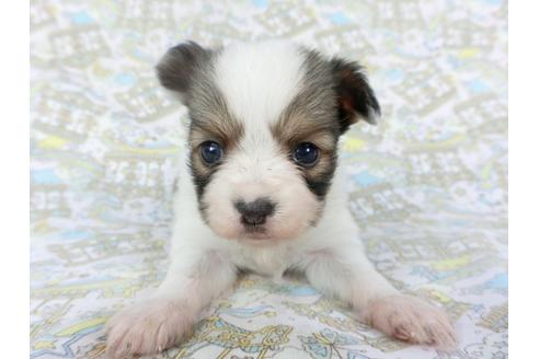 成約済の千葉県のパピヨン-112558の2枚目