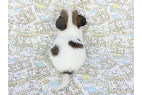 成約済の千葉県のパピヨン-112559の4枚目