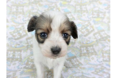 成約済の千葉県のパピヨン-112559の3枚目