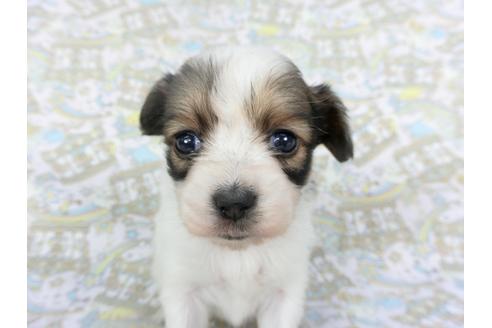 成約済の千葉県のパピヨン-112559の2枚目