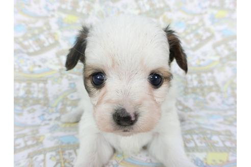 成約済の千葉県のパピヨン-112560