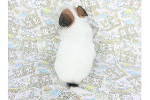 成約済の千葉県のパピヨン-112560の4枚目