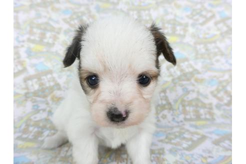 成約済の千葉県のパピヨン-112560の3枚目