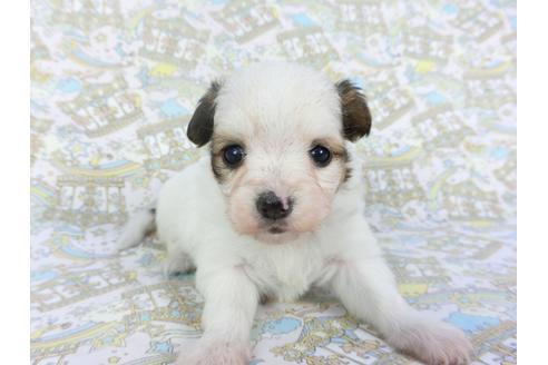 成約済の千葉県のパピヨン-112560の2枚目