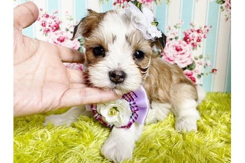 成約済の秋田県のチワマル:チワワ×マルチーズ-112586の1枚目