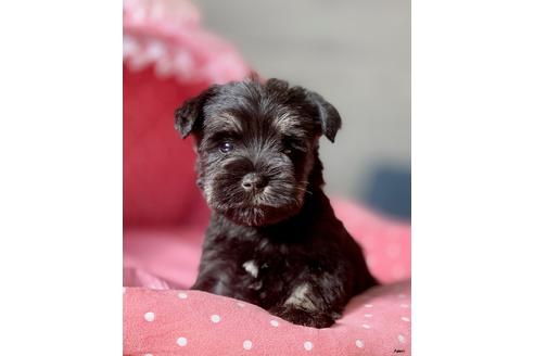 30万円〜40万円のミニチュアシュナウザーの子犬を探す（523