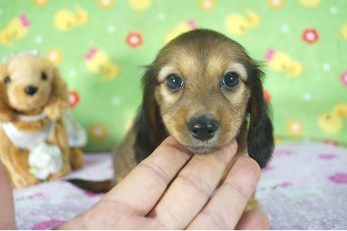 成約済の兵庫県のカニンヘンダックスフンド(ロングヘアード)-112595