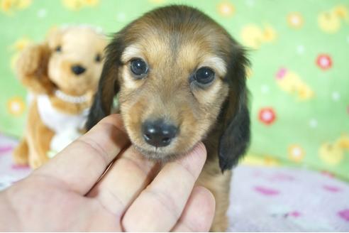 成約済の兵庫県のカニンヘンダックスフンド(ロングヘアード)-112595の3枚目