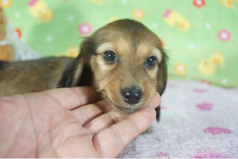 成約済の兵庫県のカニンヘンダックスフンド(ロングヘアード)-112595の2枚目