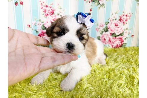 成約済の秋田県のマルシーズー:マルチーズ×シーズー-111342の1枚目