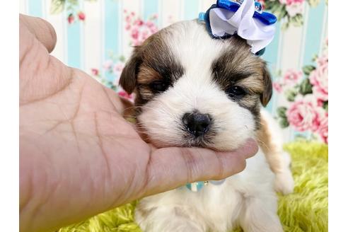 成約済の秋田県のマルシーズー:マルチーズ×シーズー-111342の6枚目