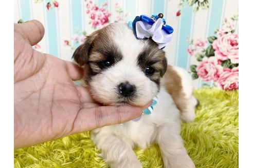 成約済の秋田県のマルシーズー:マルチーズ×シーズー-111342の5枚目