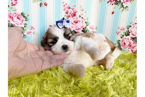 成約済の秋田県のマルシーズー:マルチーズ×シーズー-111342の3枚目