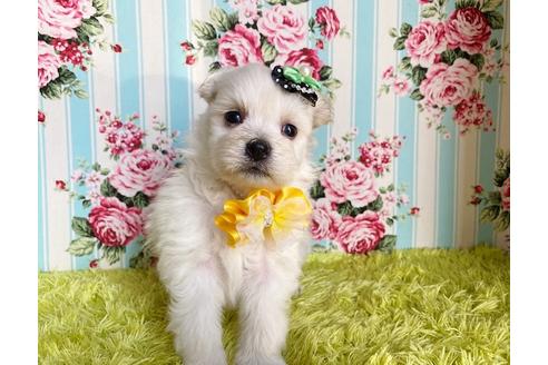 成約済の秋田県のミックス犬-112601の5枚目