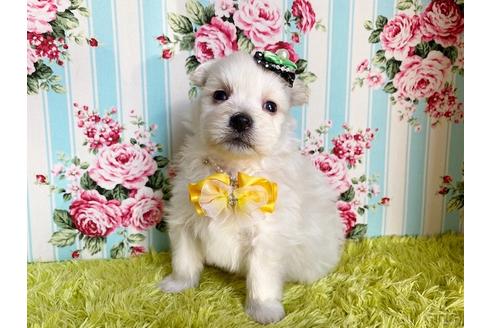 成約済の秋田県のミックス犬-112601の2枚目